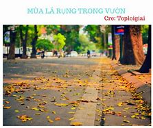 Đồi Cao Su Mùa Lá Rụng